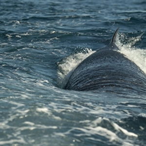 Brydes Whale (Balaenoptera edeni) adult, swimming at sea surface, offshore Port St
