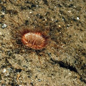 Burrowing Anemone (Cerianthus lloydii) adult, with tentacles extended, on muddy silt in sea loch, Loch Fyne