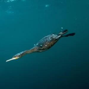 Cape Cormorant (Phalacrocorax capensis) adult, diving underwater to feed on baitball school of small bait fish