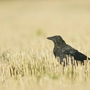 Carrion Crow (Corvus corone) juvenile, standing in stubble field, West Yorkshire, England, august