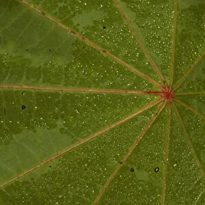 castor bean leaf