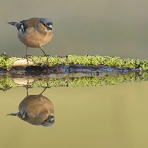 Chaffinch (Fringilla coelebs) adult female, perched on lichen covered twig at edge of pool, with reflection