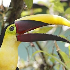 Chestnut-mandibled Toucan (Ramphastos ambiguus swainsonii) adult, close-up of head, with beak open, Costa Rica, April