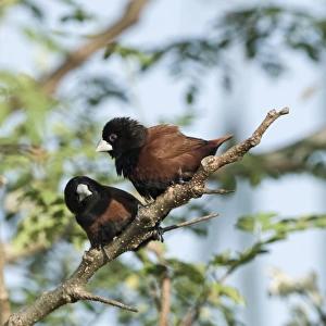 Chestnut Munia (Lonchura atricapilla) two adults, perched on twig, Palawan Island, Philippines