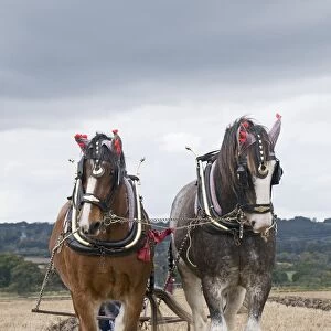Horse Collection: Clydesdale