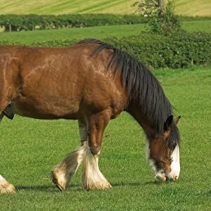 Clydesdale Horse, stallion, grazing in meadow, Cumbria, England