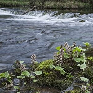 Common Butterbur (Petasites hybridus) flowering, growing in shallow water at edge of river, River Dove, Dovedale