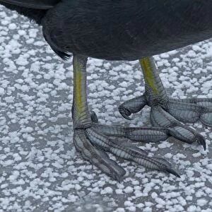Common Coot (Fulica atra) adult, close-up of lobed feet, standing on ice, Merseyside, England, december