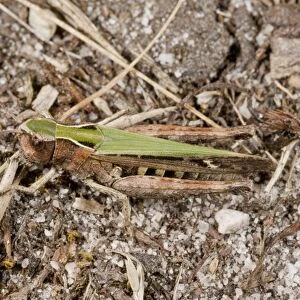 Common Green Grasshopper (Omocestus viridulus) adult female, on sand, France, August
