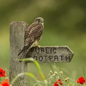 Common Kestrel (Falco tinnunculus) adult female, perched on public footpath sign amongst flowering poppies in field, South Yorkshire, England, june, (captive)