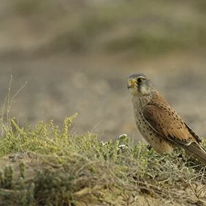 Common Kestrel (Falco tinnunculus dacotiae) adult male, standing on sandy ground, Fuerteventura, Canary Islands, march
