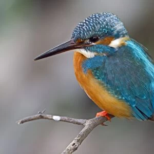 Common Kingfisher (Alcedo atthis) adult female, perched on twig, Northern India, january