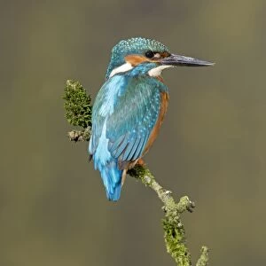 Common Kingfisher (Alcedo atthis) adult male, perched on mossy twig, Suffolk, England, May