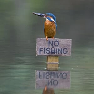 Common Kingfisher (Alcedo atthis) adult male, feeding, with Three-spined Stickleback (Gasterosteus aculeatus) prey in beak, perched on No Fishing sign, Suffolk, England, may