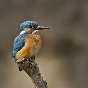 Common Kingfisher (Alcedo atthis) adult male, perched on stick, River Urr, Dalbeattie, Dumfries and Galloway, Scotland, may