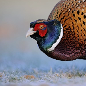 Common Pheasant (Phasianus colchicus) adult male, close-up of head and chest, standing on frosty ground, Oxfordshire, England, january