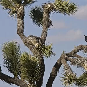 Common Raven (Corvus corax sinuatus) adult, perched in Joshua Tree (Yucca brevifolia), Mojave Desert, California