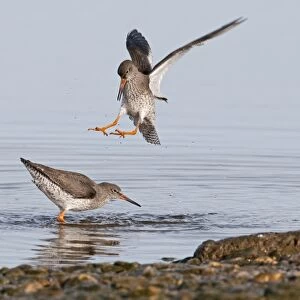 Common Redshank (Tringa totanus) two adults, fighting in water, Norfolk, England, february
