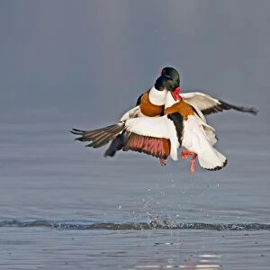 Common Shelduck (Tadorna tadorna) two adult males, in flight, fighting above water during territorial dispute, with female looking on, Suffolk, England, february