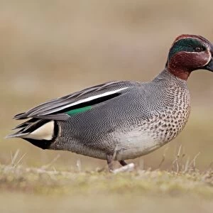 Common Teal (Anas crecca) adult male, standing on grass, Norfolk, England, march