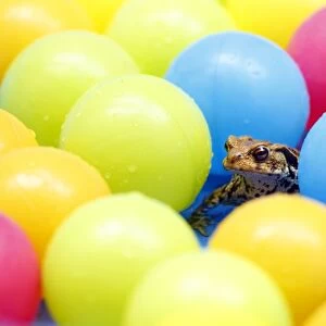 Common Toad (Bufo bufo) adult, sitting in childs paddling pool with coloured plastic balls, Sussex, England, July