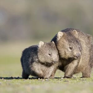 Common Wombat (Vombatus ursinus) adult female, with young, standing together, Tasmania, Australia