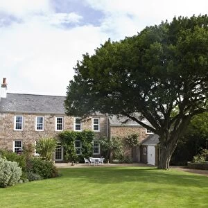 Common yew tree in the garden of La Chasse, Trinity, Jersey