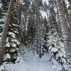 Coniferous forest habitat in snow, Sweden, february