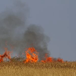 Controlled burning of reeds in coastal reedbed habitat, Cley Marshes Reserve, Cley-next-the-sea, Norfolk, England