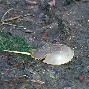 Crab - Horseshoe (Limulus polyphemus) on mud