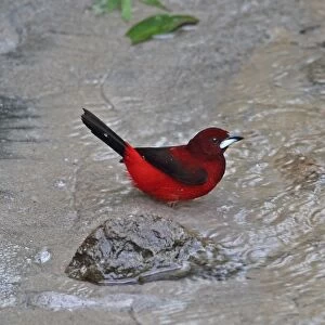 Crimson-backed Tanager (Ramphocelus dimidiatus dimidiatus) adult male, bathing in river, Canopy Lodge, El Valle