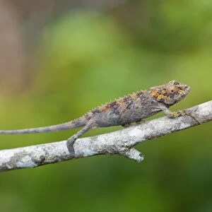 Cryptic Chameleon (Calumma crypticum) immature, climbing along branch, Ranomafana N. P. Madagascar, October