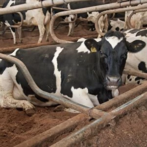 Dairy farming, pedigree Holstein Friesian cows, laying in metal cubicles bedded with sand, Dumfries, Scotland, january