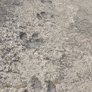 Dinosaur footprints in fossilised riverbed, Enciso, La Rioja, Spain, September