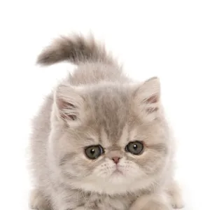 Domestic Cat, Exotic Shorthair, kitten, padding