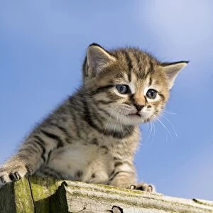 Domestic Cat, tabby kitten, exploring outdoors, England, November