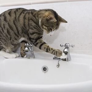 Domestic Cat, tabby and white, adult female, drinking from sink tap in bathroom, England
