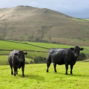 Domestic Cattle, Aberdeen Angus x Limousin suckler cows, two standing in pasture, Hayfield, High Peak, Peak District N. P. Derbyshire, England, october