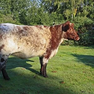 Domestic Cattle, Beef Shorthorn, roan bullock, standing in valley fen reserve, Market Weston Fen, Market Weston