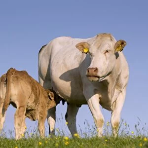 Domestic Cattle, Blonde d Aquitaine, cow and calf, suckling, standing on upland pasture, Cumbria, England, June