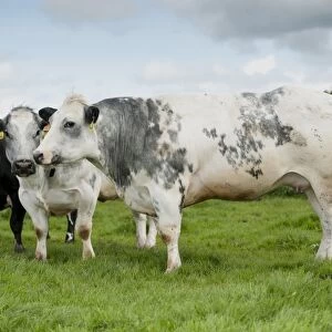 Domestic Cattle, British Blue cows, standing in pasture, Northumberland, England, May