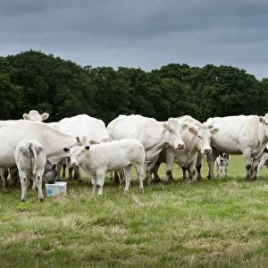 Domestic Cattle, British Blue, cows with calves, herd standing in pasture with mineral supplement feed block, Devon