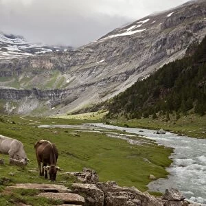 Domestic Cattle, cows grazing beside river in high glaciated valley habitat, Ordesa N. P