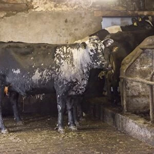 Domestic Cattle, crossbred dairy cow, with severe ringworm infection, standing in shed, Staffordshire, England, March