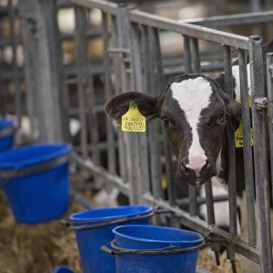 Domestic Cattle, Holstein calf, standing in calf pen on dairy farm, Cheshire, England, August