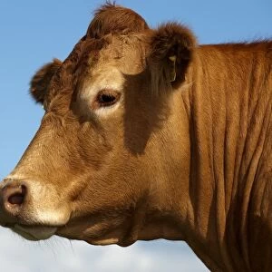Domestic Cattle, Limousin cow, close-up of head, England, august
