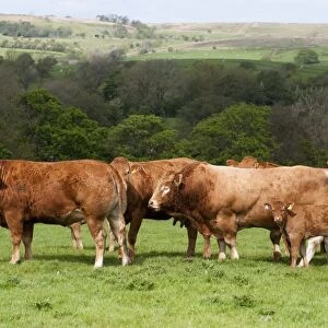 Domestic Cattle, Limousin, Haltcliffe Vermount pedigree bull, world record priced beef bull, with cows and calves, herd standing in pasture on hill farm, Lancashire, England, may