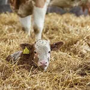 Domestic Cattle, Simmental calf, resting on straw in yard, Yorkshire, England, December
