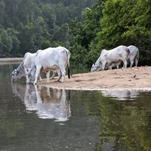 Domestic Cattle, Zebu (Bos indicus) cows, drinking from crocodile infested river, Daintree River, Daintree N. P