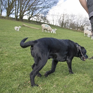 Domestic Dog, Black Labrador Retriever, adult, being walked in field with sheep, Chipping, Preston, Lancashire